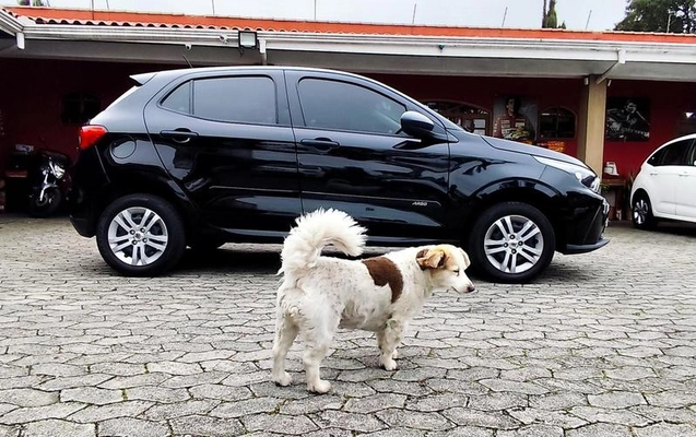 imagem-https://www.socarrao.com.br/sc-vehicle-images-prod/4263825/1791571825245-8538927_8_B_a2f18e6221.jpeg